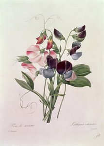 Pois de senteur (Lathyrus odoratus) gravé par Langlois, de 